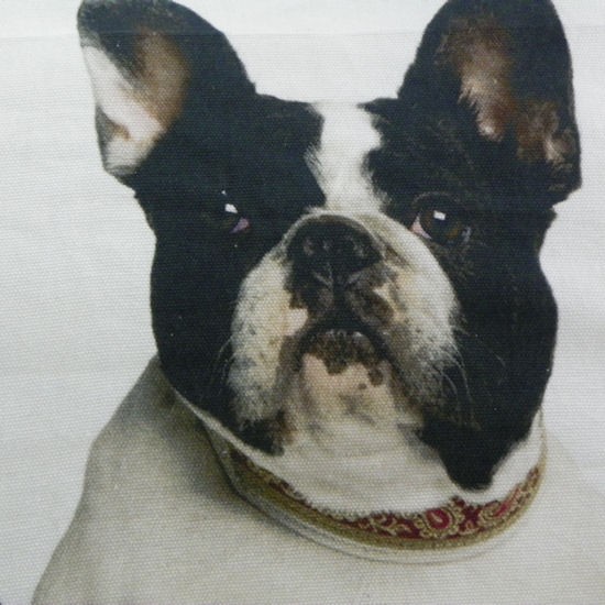 Canvas Kissen Französische Bulldogge 50x50cm